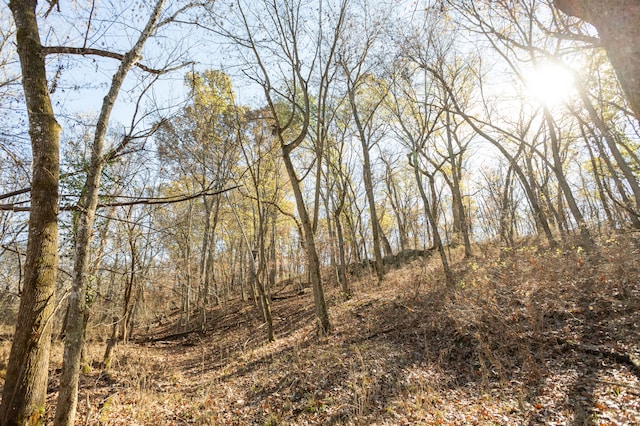 view of local wilderness