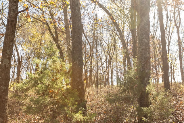 view of local wilderness