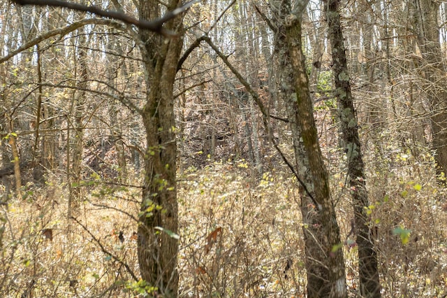 view of local wilderness