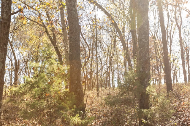 view of local wilderness