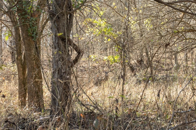 view of local wilderness