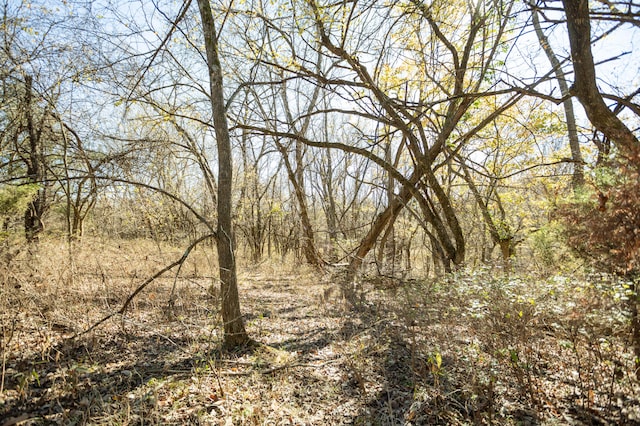 view of local wilderness