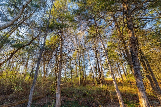 view of local wilderness