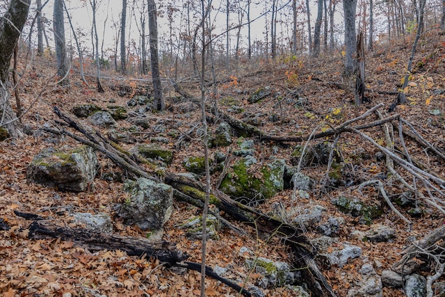 view of local wilderness