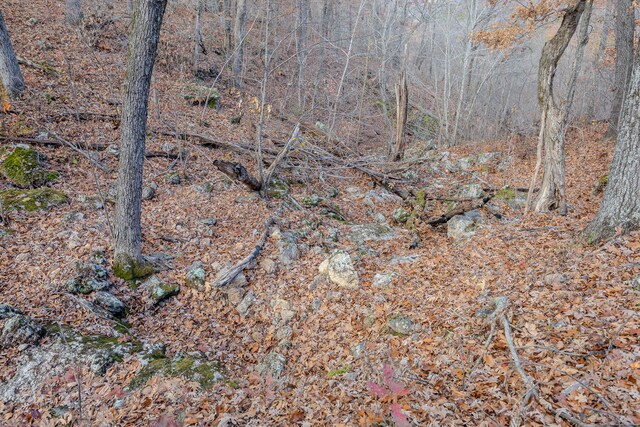 view of local wilderness