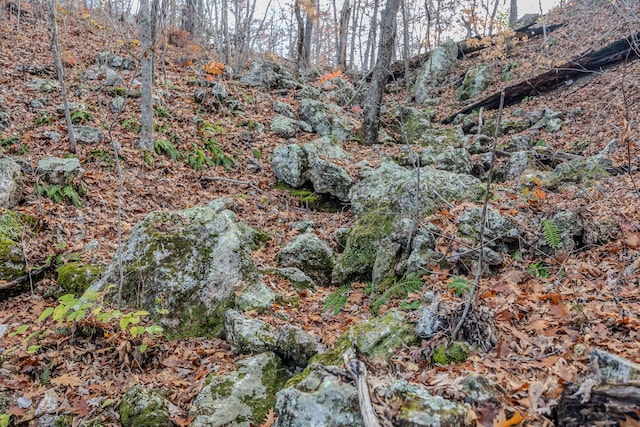 view of local wilderness