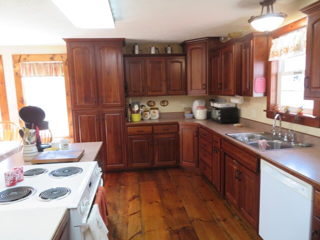 kitchen featuring dark hardwood / wood-style flooring, plenty of natural light, sink, and white appliances