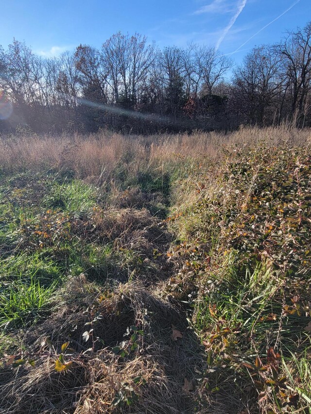 view of local wilderness