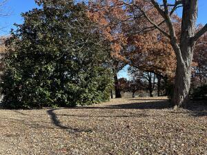 312 E Maple St, West Plains, MO 65775 - view of undeveloped land
