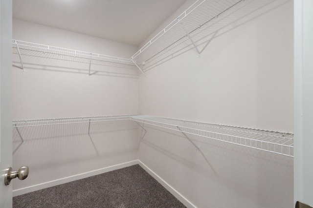 walk in closet with carpet flooring