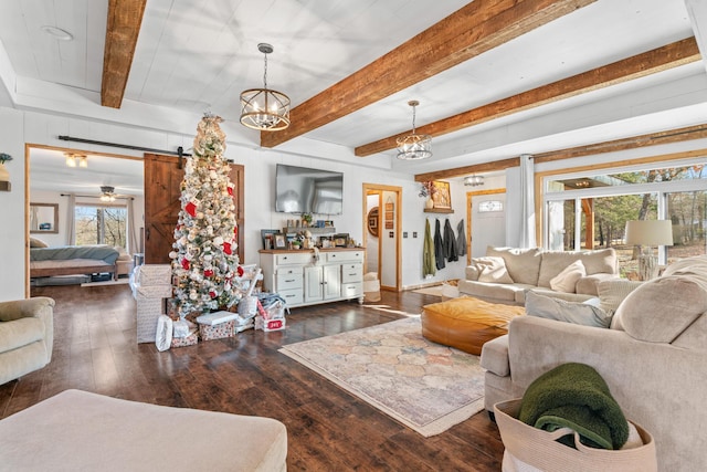 living room featuring beamed ceiling, a barn door, an inviting chandelier, and dark wood-type flooring