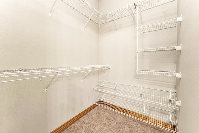 spacious closet featuring carpet floors