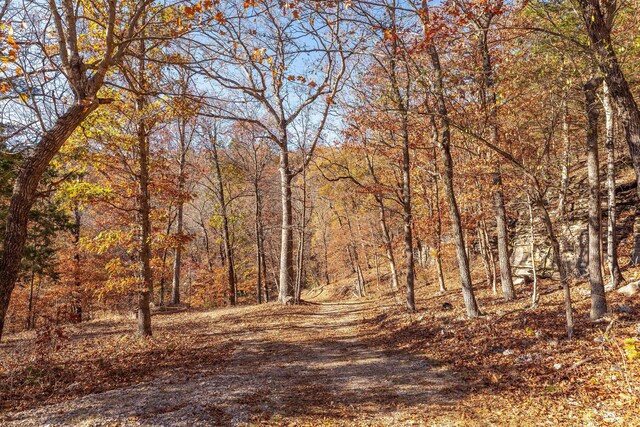 view of local wilderness