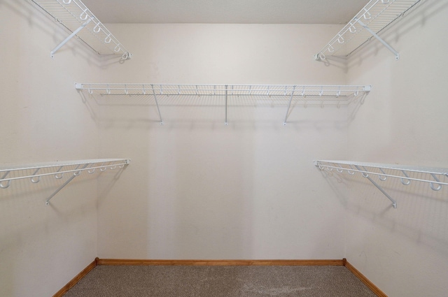 spacious closet featuring carpet floors