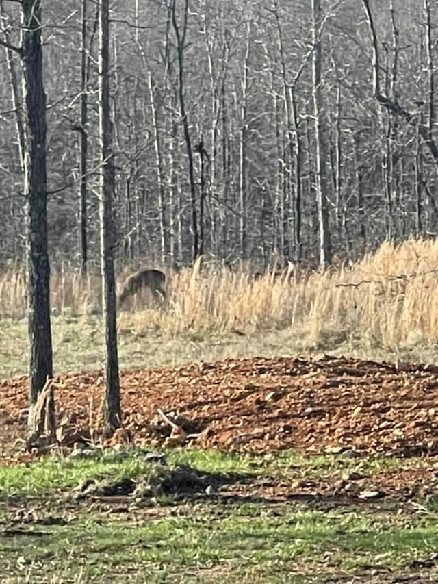 view of local wilderness