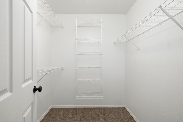 walk in closet featuring carpet floors