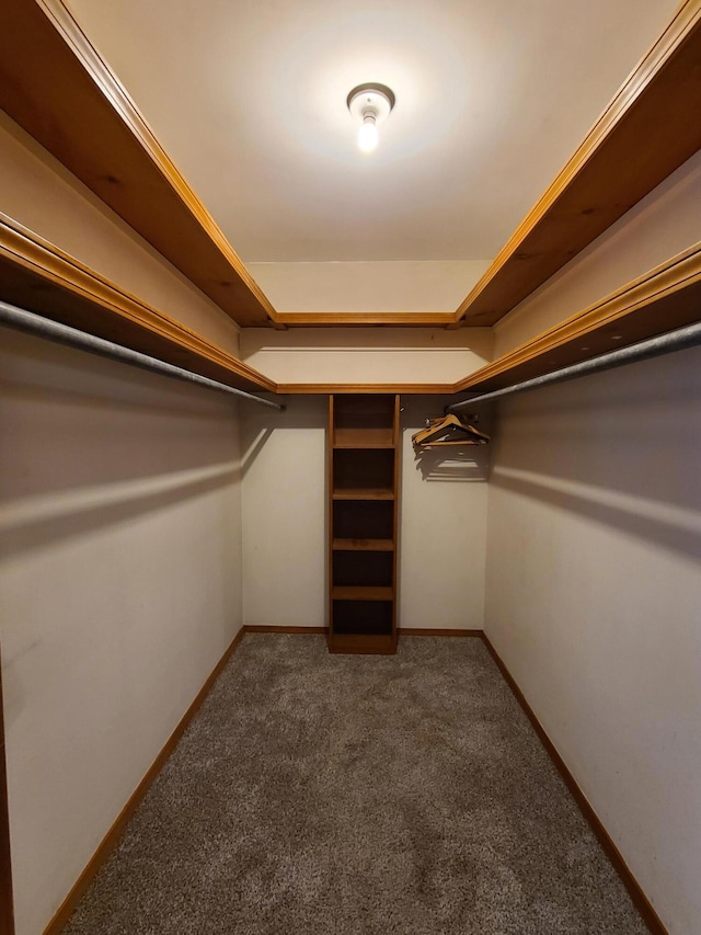 walk in closet with carpet floors