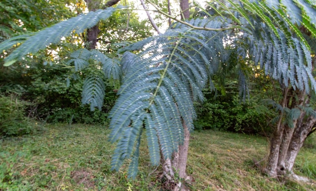 view of local wilderness