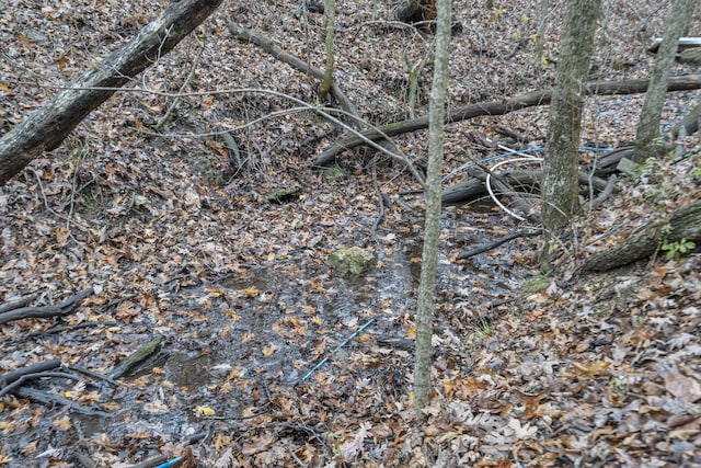 view of local wilderness