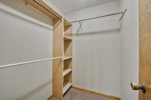 walk in closet featuring carpet floors