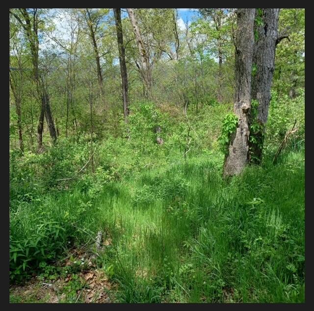 389 Osage Ln, Pineville, MO 64856 - view of landscape with a forest view