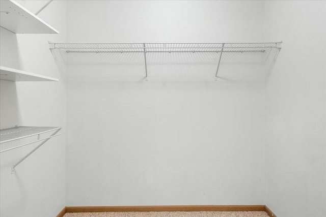 spacious closet featuring carpet