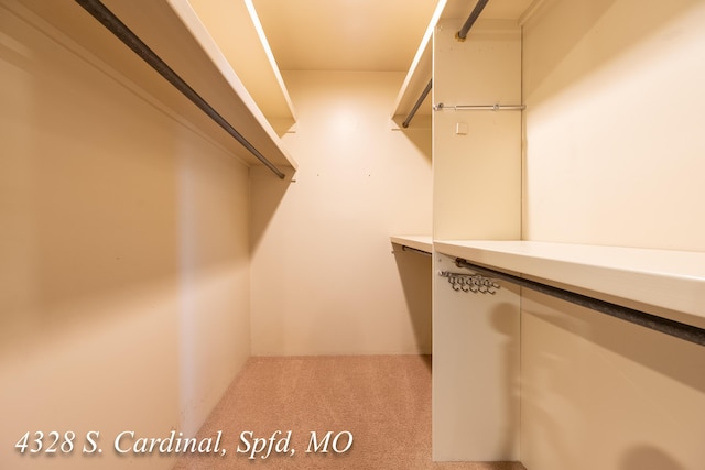 spacious closet featuring carpet floors