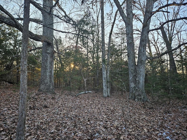 view of local wilderness