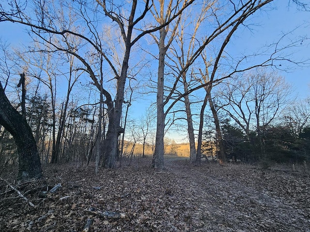 view of local wilderness