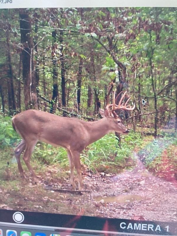 view of local wilderness