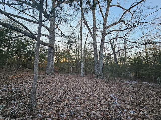 view of local wilderness