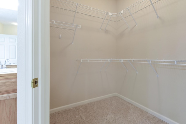 spacious closet featuring carpet