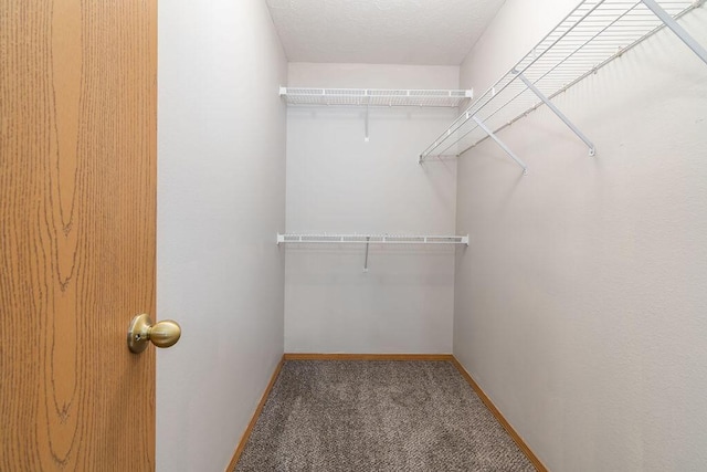 spacious closet featuring carpet