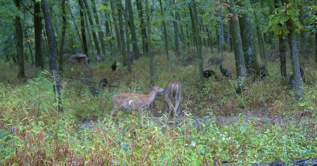 view of local wilderness