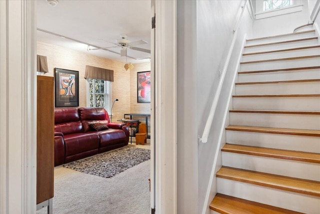 staircase featuring carpet flooring and ceiling fan