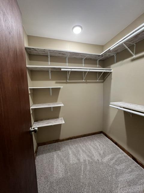 spacious closet featuring carpet flooring