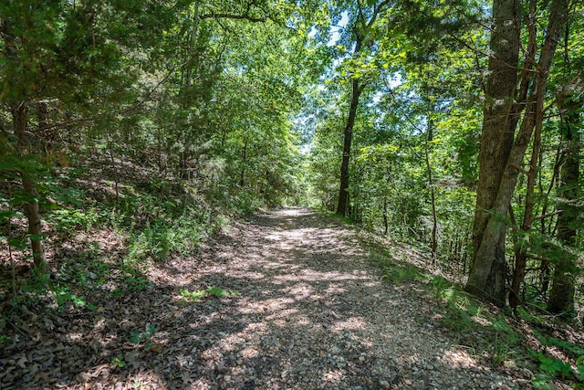 view of local wilderness