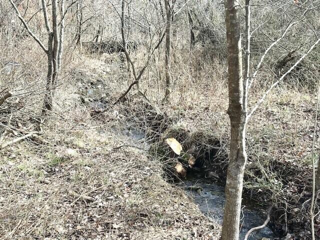 160 Old Glory Rd, Branson, MO 65616 - view of local wilderness