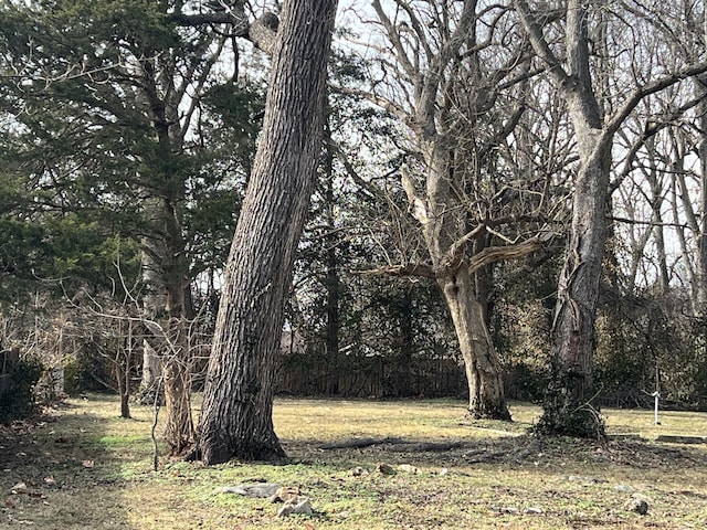 view of local wilderness