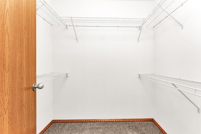 spacious closet featuring carpet floors