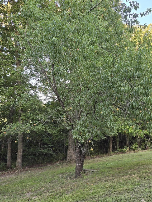 11498 Weatherman Dr, Mountain Grove, MO 65711 - view of woods
