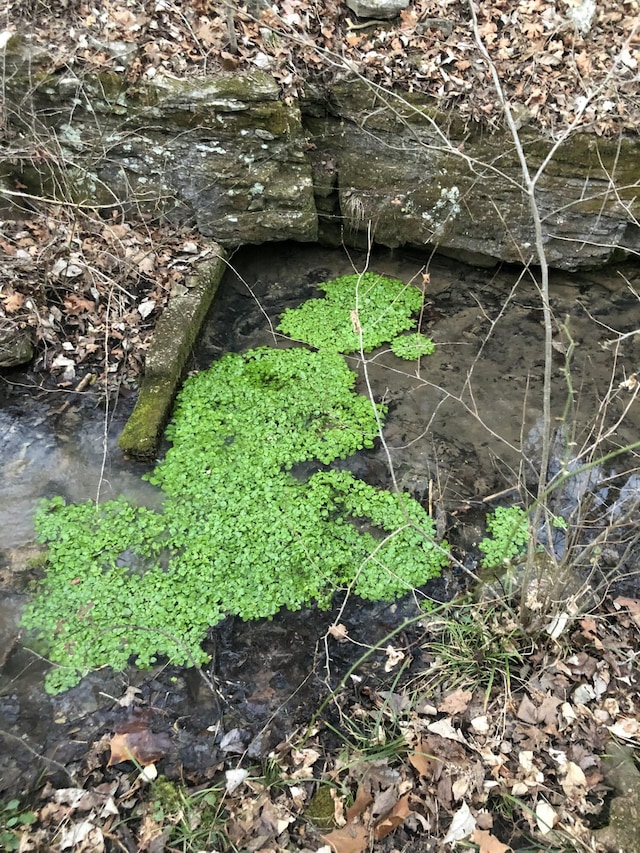 view of nature