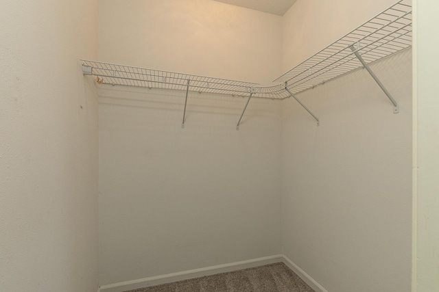 walk in closet with carpet flooring