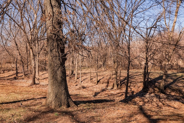 view of local wilderness