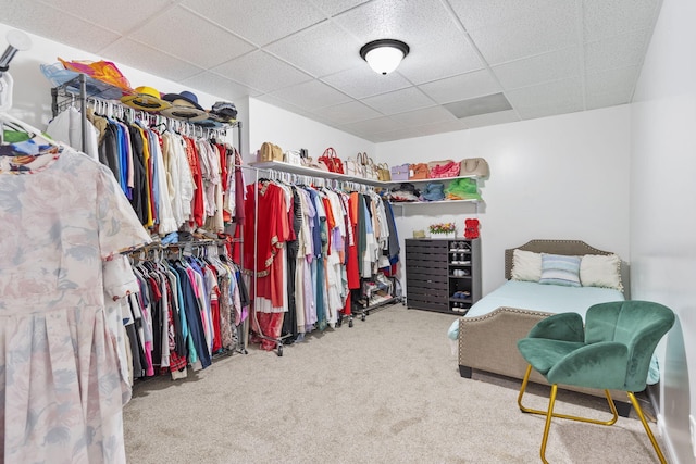 spacious closet with carpet floors and a paneled ceiling