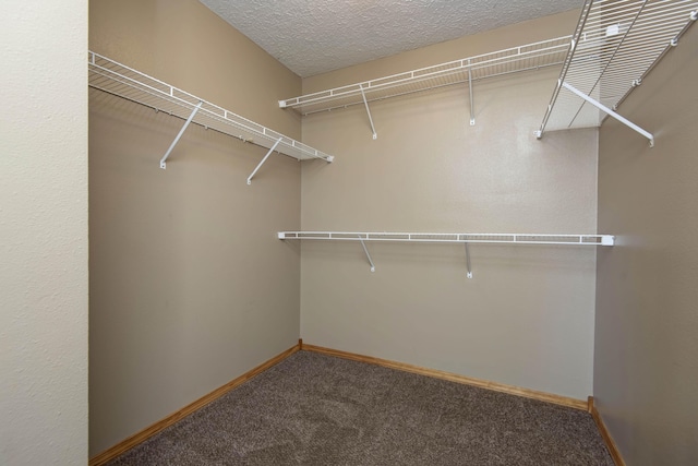 walk in closet featuring carpet flooring