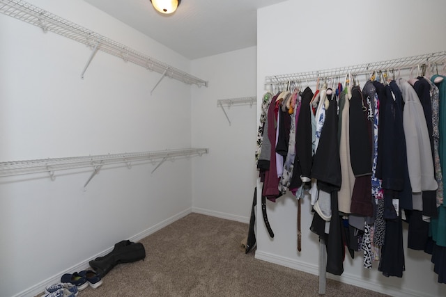 spacious closet featuring carpet flooring