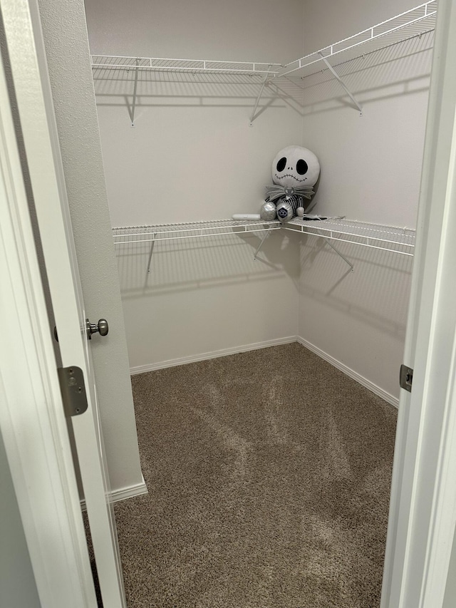 walk in closet with carpet flooring