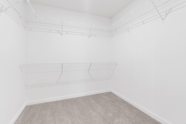 walk in closet with carpet floors