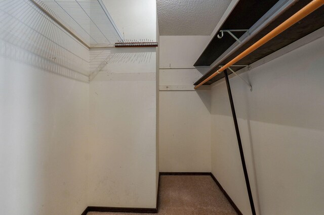 spacious closet featuring carpet floors